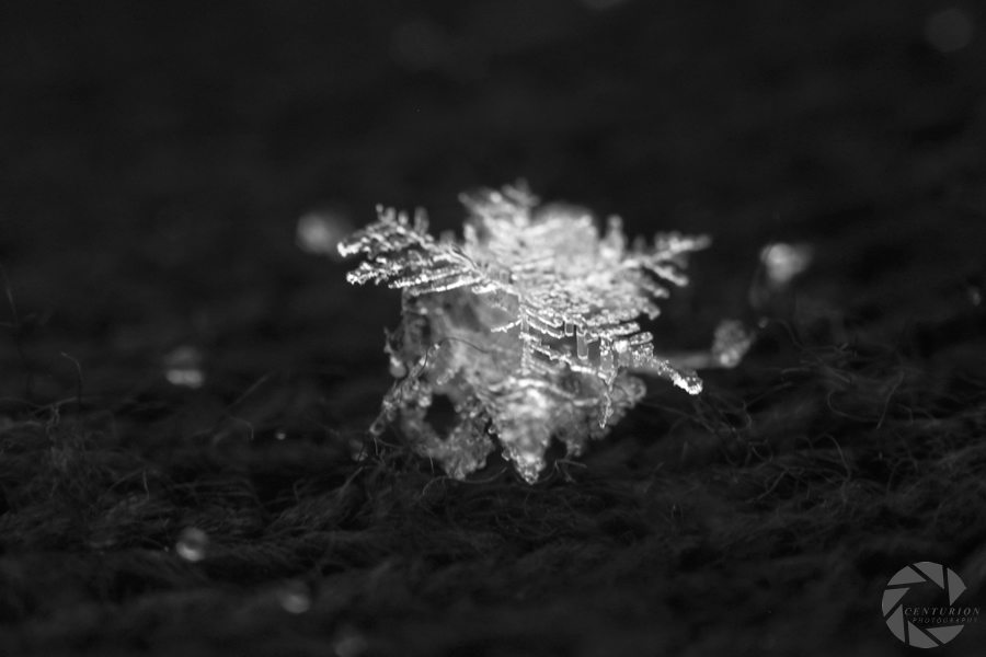 15958096353_8264a60216_o