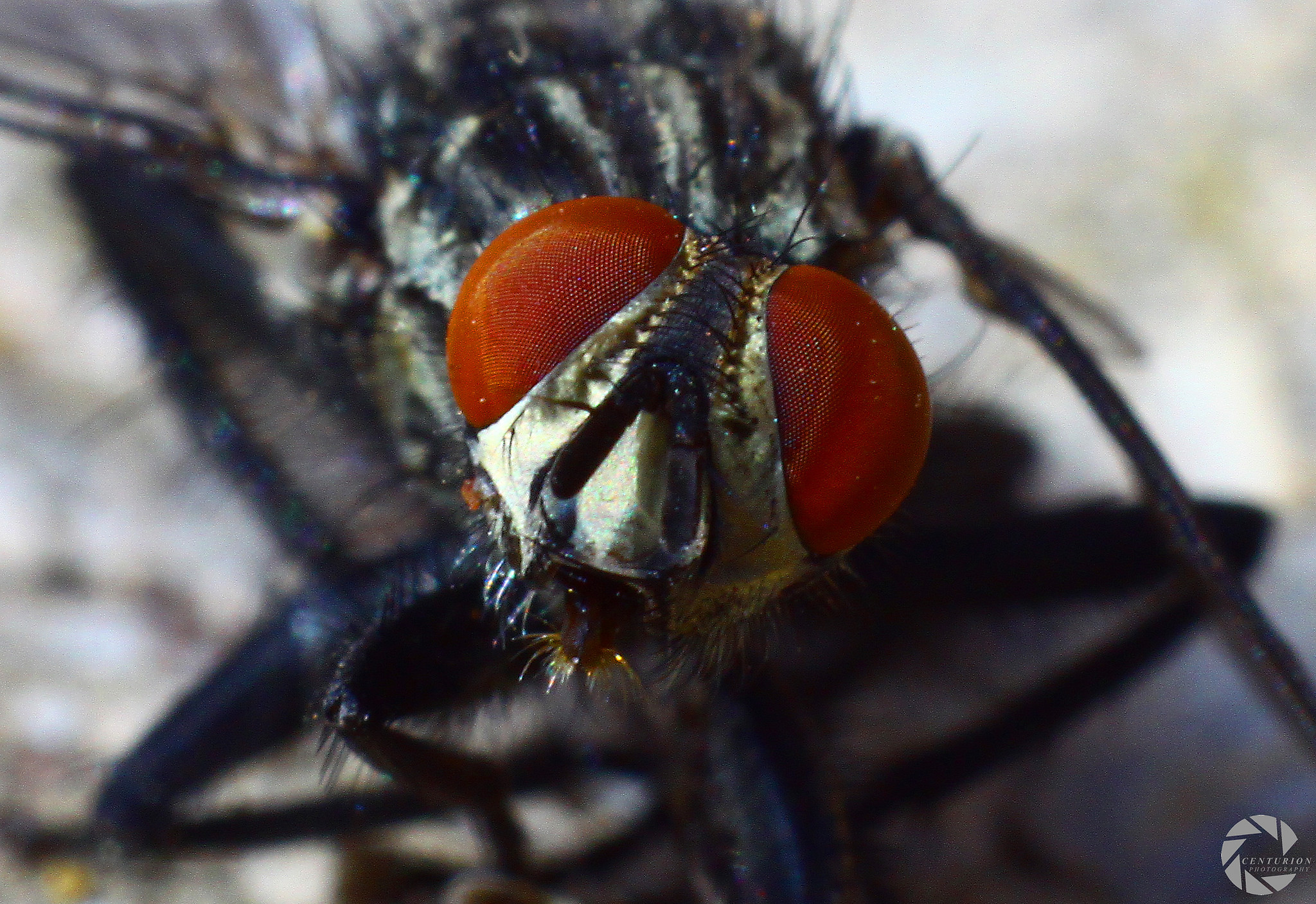 18665634938_8c0838e3fe_k