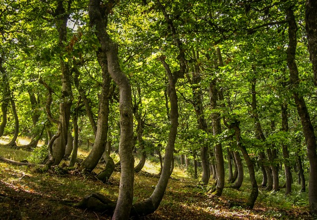 Forest above village Lukomir