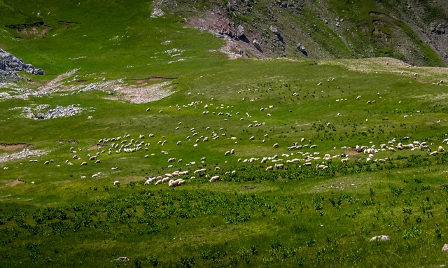 Sheeps on Visocica