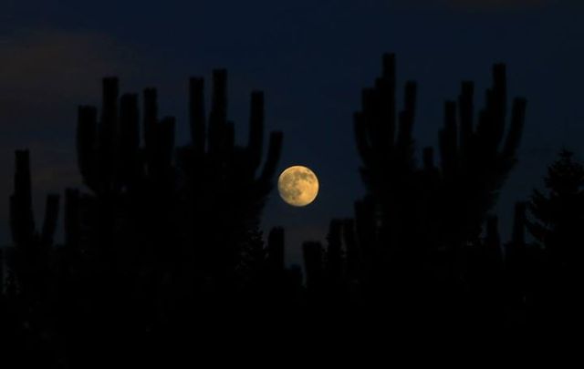 11692535_10206995344941385_4740144940565969501_n