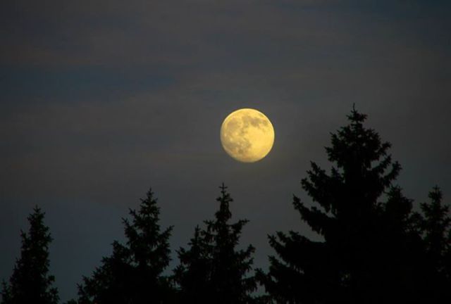 11705188_10206995345261393_4679912547669471427_n